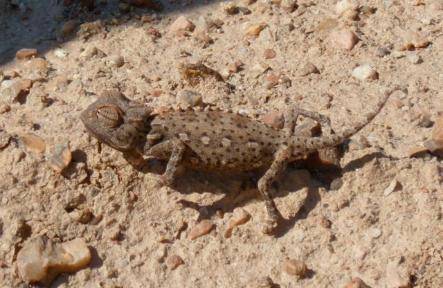 A-Namib-chameleon-about-4-inches-long-He-didn-t-l
