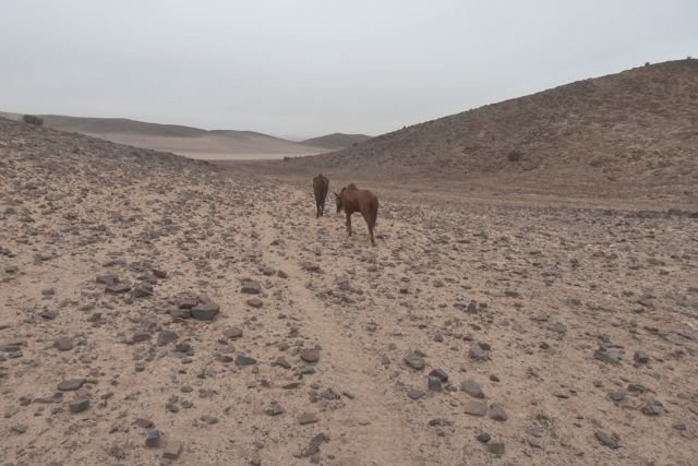 Deep-in-the-Namib-our-two-spare-horses-follow-a-z